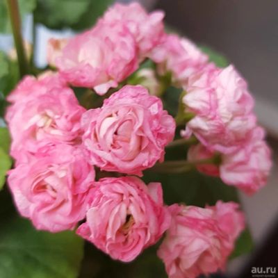 Лот: 17328207. Фото: 1. Пеларгония сортовая "Таира Сибирская... Горшечные растения и комнатные цветы
