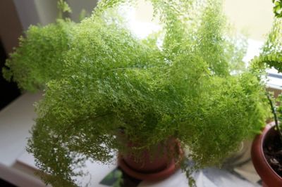 Лот: 7715466. Фото: 1. Нефролепис. Горшечные растения и комнатные цветы