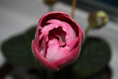 Лот: 4236807. Фото: 1. Глоксиния красно-белая махровая... Горшечные растения и комнатные цветы