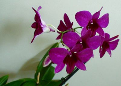 Лот: 8250503. Фото: 1. Орхидея Дендрофаленопсис розовый... Горшечные растения и комнатные цветы