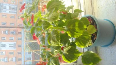 Лот: 3135973. Фото: 1. ванька - мокрый. Горшечные растения и комнатные цветы