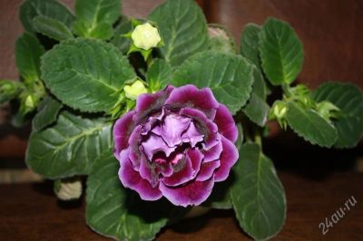 Лот: 2786088. Фото: 1. Глоксиния (листики). Горшечные растения и комнатные цветы