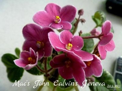 Лот: 8500383. Фото: 1. Минифиалка сортовая Mac's John... Горшечные растения и комнатные цветы