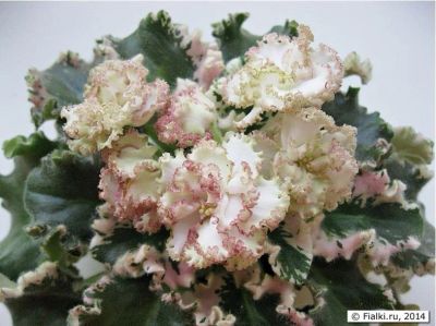 Лот: 11123255. Фото: 1. Сортовая фиалка Ян-Каприз детка. Горшечные растения и комнатные цветы