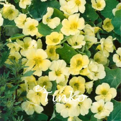 Лот: 12955064. Фото: 1. Семена настурции вьющейся "Йети... Садовые цветы