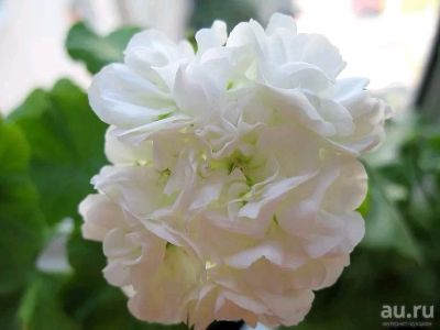 Лот: 14020923. Фото: 1. Пеларгония Cron Princess Mary. Горшечные растения и комнатные цветы