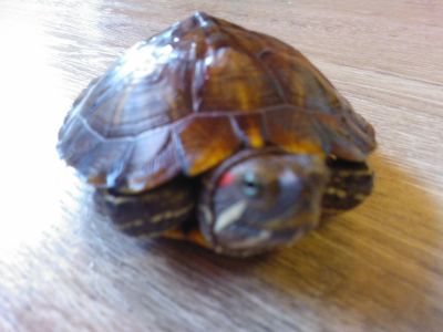 Лот: 6623870. Фото: 1. Красноухая пресноводная черепаха. Другое (аквариумистика)
