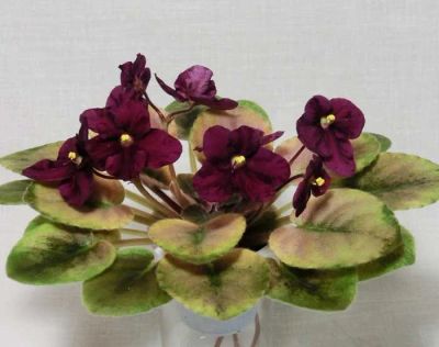 Лот: 6304742. Фото: 1. Лист сортовой мини фиалки Н-Аленький... Горшечные растения и комнатные цветы