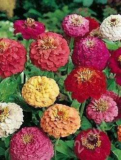 Лот: 987544. Фото: 1. рассада циния калифорнийская смесь. Другое (семена, рассада, садовые растения)