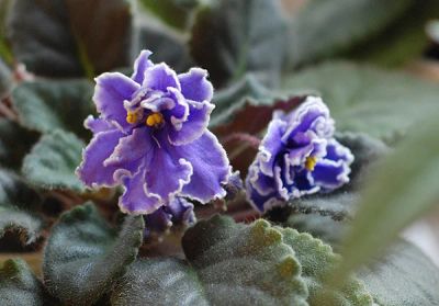Лот: 3876329. Фото: 1. Фиалка. Горшечные растения и комнатные цветы