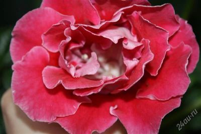 Лот: 2879081. Фото: 1. Глоксиния 19 (цветет). Горшечные растения и комнатные цветы