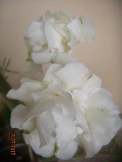 Лот: 5805160. Фото: 1. Глоксиния белая махровая (цветёт... Горшечные растения и комнатные цветы