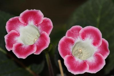 Лот: 3123493. Фото: 1. Глоксиния 6. Горшечные растения и комнатные цветы