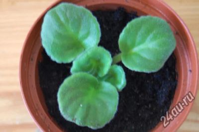 Лот: 5870758. Фото: 1. Фиалки, детки 3 сортов (Сашенька... Горшечные растения и комнатные цветы