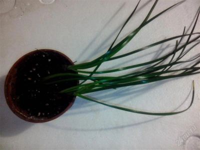 Лот: 2652845. Фото: 1. Растение ростки Зефирантес, он... Горшечные растения и комнатные цветы