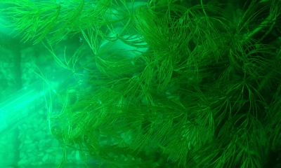 Лот: 5159727. Фото: 1. роголистник. Водные растения