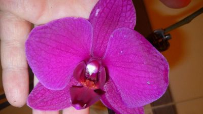 Лот: 5300907. Фото: 1. Орхидея фаленопсис F20(отцветает... Горшечные растения и комнатные цветы
