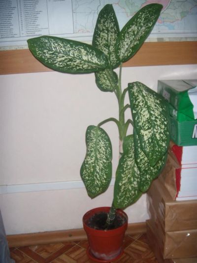 Лот: 3375565. Фото: 1. Диффенбахия. Горшечные растения и комнатные цветы
