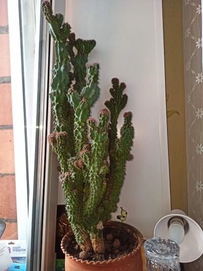 Лот: 17592554. Фото: 1. Кактус Цереус детки. Горшечные растения и комнатные цветы