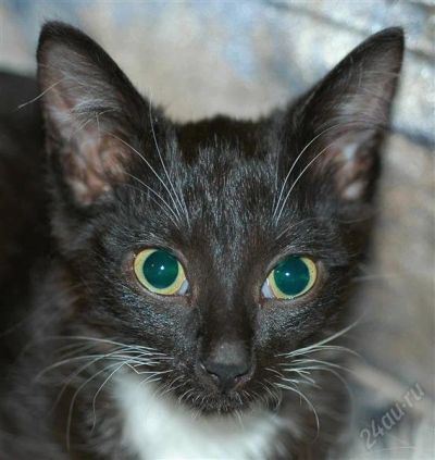 Лот: 746125. Фото: 1. Чудный котейка;). Остальные животные