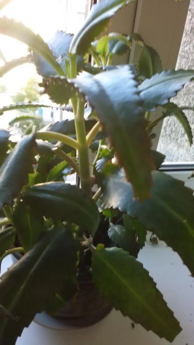 Лот: 4556731. Фото: 1. Большое лечебное 2-летнее каланхое... Горшечные растения и комнатные цветы