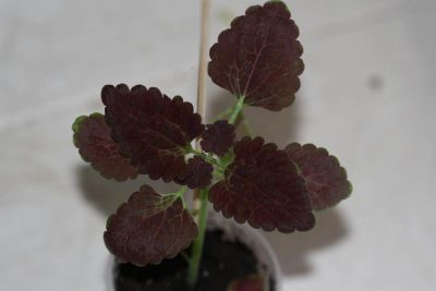 Лот: 3200877. Фото: 1. Колеус (крапивка) 11. Горшечные растения и комнатные цветы