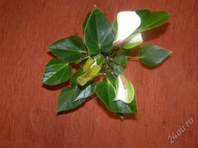 Лот: 1605945. Фото: 1. Антуриум Anthedesia White. Горшечные растения и комнатные цветы