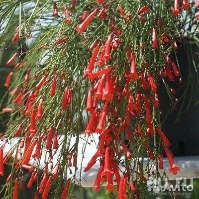 Лот: 8253947. Фото: 1. Русселия красная. Горшечные растения и комнатные цветы