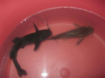 Лот: 8071979. Фото: 1. Сомы. Рыбки