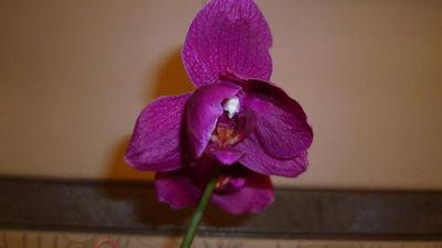 Лот: 3907111. Фото: 1. орхидея фаленопсис (43)пелорик. Горшечные растения и комнатные цветы