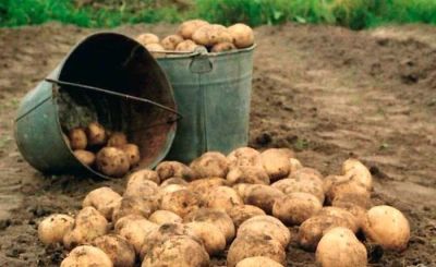 Лот: 6886188. Фото: 1. Домашний картофель, урожай 2015... Картофель