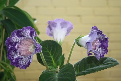 Лот: 4250305. Фото: 1. Глоксиния тигрина блу (с горшком... Горшечные растения и комнатные цветы