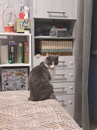 Лот: 25900266. Фото: 1. Котик 1.5 месяца ищет любящих... Разное