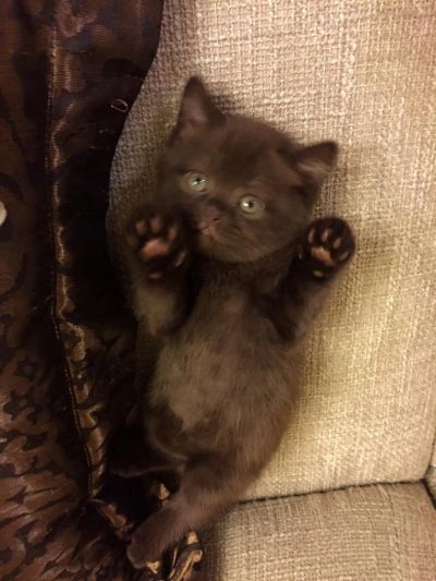 Лот: 4915417. Фото: 1. Британский котенок шоколадного... Кошки, котята