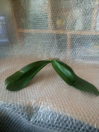 Лот: 9378101. Фото: 1. Орхидея. Горшечные растения и комнатные цветы