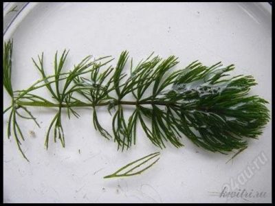 Лот: 2614569. Фото: 1. Роголистник. Водные растения