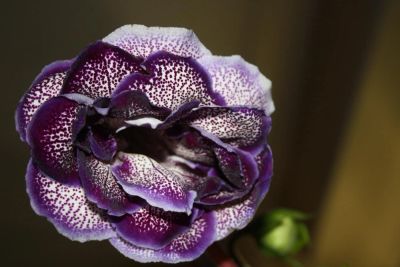 Лот: 4499152. Фото: 1. Глоксиния фиолетовая с крапом... Горшечные растения и комнатные цветы