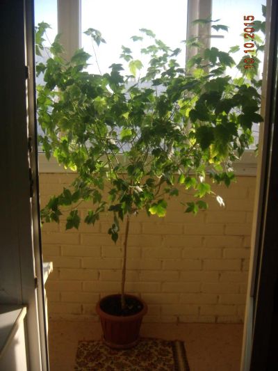 Лот: 6246766. Фото: 1. Абутилон селло, 2 метра Срочно... Горшечные растения и комнатные цветы