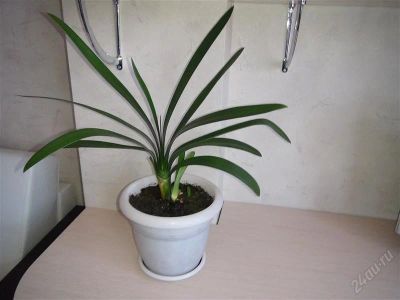Лот: 2160331. Фото: 1. Кливия. Горшечные растения и комнатные цветы