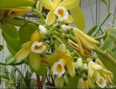 Лот: 20226361. Фото: 1. Орхидея ваниль. Горшечные растения и комнатные цветы
