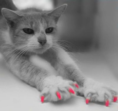 Лот: 3484981. Фото: 1. Антицарапки для кошки ,розовые. Другое (животные и уход)