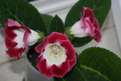 Лот: 4152909. Фото: 1. Глоксиния в горшке (цена - за... Горшечные растения и комнатные цветы