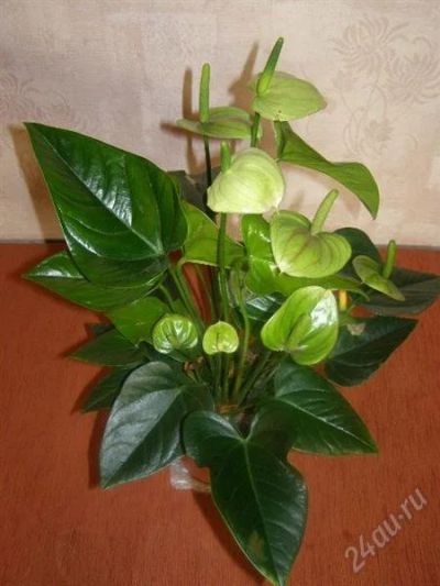 Лот: 1605926. Фото: 1. Антуриум Принцесса Амалия (грин... Горшечные растения и комнатные цветы