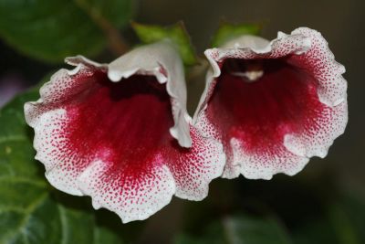 Лот: 3148253. Фото: 1. Глоксиния 20. Горшечные растения и комнатные цветы