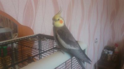 Лот: 4182520. Фото: 1. пара карелл. Птицы