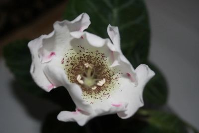 Лот: 4239595. Фото: 1. Глоксиния белая с крапом (всё... Горшечные растения и комнатные цветы