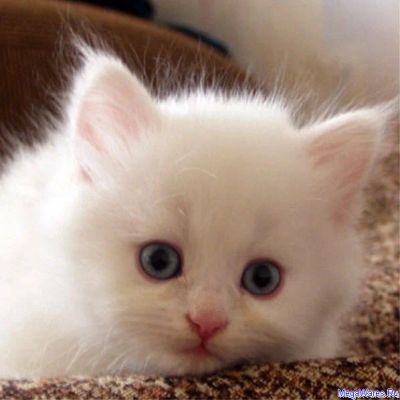 Лот: 6996977. Фото: 1. Подарю белого котёнка. Кошки, котята