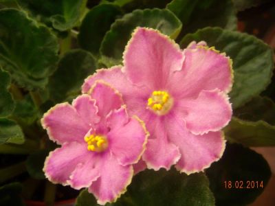 Лот: 3379331. Фото: 1. Фиалка. Горшечные растения и комнатные цветы