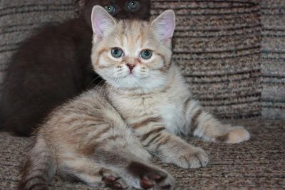 Лот: 3652738. Фото: 1. Шотландская прямоухая кошечка. Кошки, котята