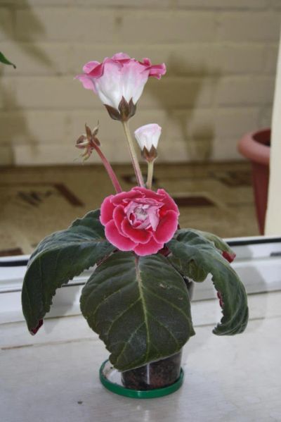 Лот: 4239612. Фото: 1. Глоксиния розовая махровая (всё... Горшечные растения и комнатные цветы